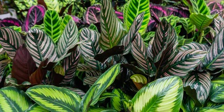 Premium tropical foliage plants